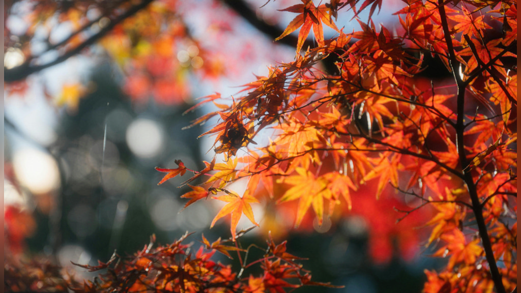 Herfst op Stoutenburg in Leusden